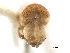  ( - CCDB-30440-G03)  @11 [ ] CreativeCommons - Attribution (2018) CBG Photography Group Smithsonian Institution