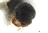  ( - CCDB-30440-G04)  @11 [ ] CreativeCommons - Attribution (2018) CBG Photography Group Smithsonian Institution
