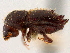 (Xyleborinus dirus - CCDB-30440-G08)  @11 [ ] CreativeCommons - Attribution (2018) CBG Photography Group Smithsonian Institution
