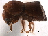  ( - CCDB-30440-G10)  @11 [ ] CreativeCommons - Attribution (2018) CBG Photography Group Smithsonian Institution