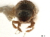  (Scolytomimus philippinensis - CCDB-30440-G11)  @11 [ ] CreativeCommons - Attribution (2018) CBG Photography Group Smithsonian Institution