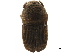  (Scolytomimus - CCDB-30440-G12)  @11 [ ] CreativeCommons - Attribution (2018) CBG Photography Group Smithsonian Institution