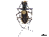  (Cicindela ioscelis - CCDB-30441-A02)  @11 [ ] CreativeCommons - Attribution (2018) CBG Photography Group Smithsonian Institution