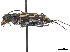  (Lophyra abbreviata - CCDB-30441-C02)  @11 [ ] CreativeCommons - Attribution (2018) CBG Photography Group Smithsonian Institution