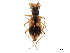  (Metriocheila nigricollis - CCDB-30441-C07)  @11 [ ] CreativeCommons - Attribution (2018) CBG Photography Group Smithsonian Institution