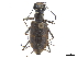  (Ellipsoptera puritana - CCDB-30441-G05)  @11 [ ] CreativeCommons - Attribution (2018) CBG Photography Group Smithsonian Institution