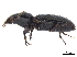  (Aspidoglossa intermidia - CCDB-30441-G11)  @11 [ ] CreativeCommons - Attribution (2018) CBG Photography Group Smithsonian Institution