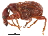  (Paratrachelophorus longicornis - CCDB-30442-A02)  @11 [ ] CreativeCommons - Attribution (2018) CBG Photography Group Smithsonian Institution