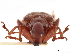  ( - CCDB-30442-A06)  @11 [ ] CreativeCommons - Attribution (2018) CBG Photography Group Smithsonian Institution