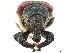  ( - CCDB-30442-B02)  @11 [ ] CreativeCommons - Attribution (2018) CBG Photography Group Smithsonian Institution