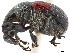  (Himatolabus axillaris - CCDB-30442-B02)  @11 [ ] CreativeCommons - Attribution (2018) CBG Photography Group Smithsonian Institution