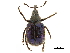  (Involvulus hirtus - CCDB-30442-D07)  @11 [ ] CreativeCommons - Attribution (2018) CBG Photography Group Smithsonian Institution