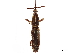  (Hormocerus - CCDB-30442-D12)  @11 [ ] CreativeCommons - Attribution (2018) CBG Photography Group Smithsonian Institution