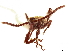  (Hyperephanus - CCDB-30442-E05)  @11 [ ] CreativeCommons - Attribution (2018) CBG Photography Group Smithsonian Institution