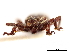  ( - CCDB-30442-E08)  @11 [ ] CreativeCommons - Attribution (2018) CBG Photography Group Smithsonian Institution