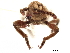  ( - CCDB-30442-F01)  @11 [ ] CreativeCommons - Attribution (2018) CBG Photography Group Smithsonian Institution