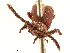  ( - CCDB-30442-F05)  @11 [ ] CreativeCommons - Attribution (2018) CBG Photography Group Smithsonian Institution