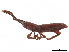  (Perisymmorphocerus - CCDB-30442-F07)  @11 [ ] CreativeCommons - Attribution (2018) CBG Photography Group Smithsonian Institution