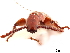  (Schizoadidactus - CCDB-30442-G03)  @11 [ ] CreativeCommons - Attribution (2018) CBG Photography Group Smithsonian Institution
