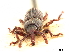  (Neoceocephalus ophthalmicus - CCDB-30442-G06)  @11 [ ] CreativeCommons - Attribution (2018) CBG Photography Group Smithsonian Institution
