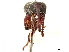  (Nothogaster picipes - CCDB-30442-G10)  @11 [ ] CreativeCommons - Attribution (2018) CBG Photography Group Smithsonian Institution