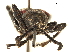  (Zetophloeus - CCDB-30442-H05)  @11 [ ] CreativeCommons - Attribution (2018) CBG Photography Group Smithsonian Institution
