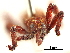  ( - CCDB-30442-H07)  @11 [ ] CreativeCommons - Attribution (2018) CBG Photography Group Smithsonian Institution