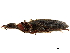  ( - CCDB-30443-D06)  @11 [ ] CreativeCommons - Attribution (2018) CBG Photography Group Smithsonian Institution