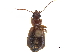  (Cymindis evanescens - CCDB-30443-D08)  @11 [ ] CreativeCommons - Attribution (2018) CBG Photography Group Smithsonian Institution