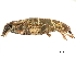  ( - CCDB-30443-F11)  @11 [ ] CreativeCommons - Attribution (2018) CBG Photography Group Smithsonian Institution