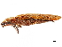  ( - CCDB-30443-H02)  @11 [ ] CreativeCommons - Attribution (2018) CBG Photography Group Smithsonian Institution