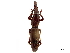  (Paratrachelizus - CCDB-30444-A02)  @11 [ ] CreativeCommons - Attribution (2018) CBG Photography Group Smithsonian Institution