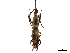  (Raphirhynchus panamensis - CCDB-30444-A04)  @11 [ ] CreativeCommons - Attribution (2018) CBG Photography Group Smithsonian Institution