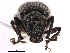  ( - CCDB-30444-A12)  @11 [ ] CreativeCommons - Attribution (2018) CBG Photography Group Smithsonian Institution