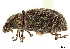  ( - CCDB-30444-A12)  @11 [ ] CreativeCommons - Attribution (2018) CBG Photography Group Smithsonian Institution
