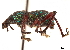  (Metapocyrtus - CCDB-30444-B02)  @11 [ ] CreativeCommons - Attribution (2018) CBG Photography Group Smithsonian Institution