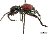  (Pantorhytes - CCDB-30444-B04)  @11 [ ] CreativeCommons - Attribution (2018) CBG Photography Group Smithsonian Institution