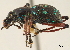 ( - CCDB-30444-B06)  @11 [ ] CreativeCommons - Attribution (2018) CBG Photography Group Smithsonian Institution