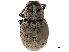  ( - CCDB-30444-B10)  @11 [ ] CreativeCommons - Attribution (2018) CBG Photography Group Smithsonian Institution