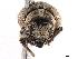  ( - CCDB-30444-B10)  @11 [ ] CreativeCommons - Attribution (2018) CBG Photography Group Smithsonian Institution