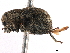  (Cryptolaryngini - CCDB-30444-B11)  @11 [ ] CreativeCommons - Attribution (2018) CBG Photography Group Smithsonian Institution