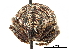  (Catasarcus transversalis - CCDB-30444-C03)  @11 [ ] CreativeCommons - Attribution (2018) CBG Photography Group Smithsonian Institution