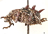  (Catasarcus - CCDB-30444-C04)  @11 [ ] CreativeCommons - Attribution (2018) CBG Photography Group Smithsonian Institution