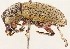  ( - CCDB-30444-C05)  @11 [ ] CreativeCommons - Attribution (2018) CBG Photography Group Smithsonian Institution
