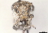  ( - CCDB-30444-C07)  @11 [ ] CreativeCommons - Attribution (2018) CBG Photography Group Smithsonian Institution