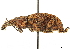  (Hypoptus - CCDB-30444-C10)  @11 [ ] CreativeCommons - Attribution (2018) CBG Photography Group Smithsonian Institution
