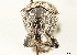  (Lordopini - CCDB-30444-D02)  @11 [ ] CreativeCommons - Attribution (2018) CBG Photography Group Smithsonian Institution