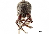  (Pseudhypoptus - CCDB-30444-D04)  @11 [ ] CreativeCommons - Attribution (2018) CBG Photography Group Smithsonian Institution