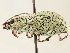  (Platymycterus - CCDB-30444-D06)  @11 [ ] CreativeCommons - Attribution (2018) CBG Photography Group Smithsonian Institution