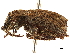  ( - CCDB-30444-E01)  @11 [ ] CreativeCommons - Attribution (2018) CBG Photography Group Smithsonian Institution